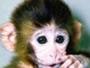 monkey chat