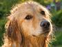 Dog Lovers and Owners