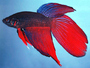 BETTA FISH CHAT
