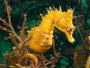 Deep Sea Creatures