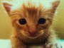 CatChat