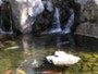 The Pond