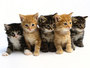 Cat Lovers and Owners